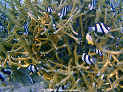 coral by Stavros Paraskevopoulos 